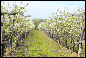 orchard-in-spring